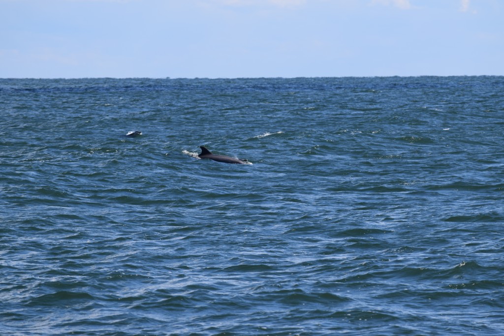 the one shot of dolphins we took