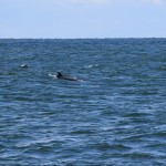 the one shot of dolphins we took