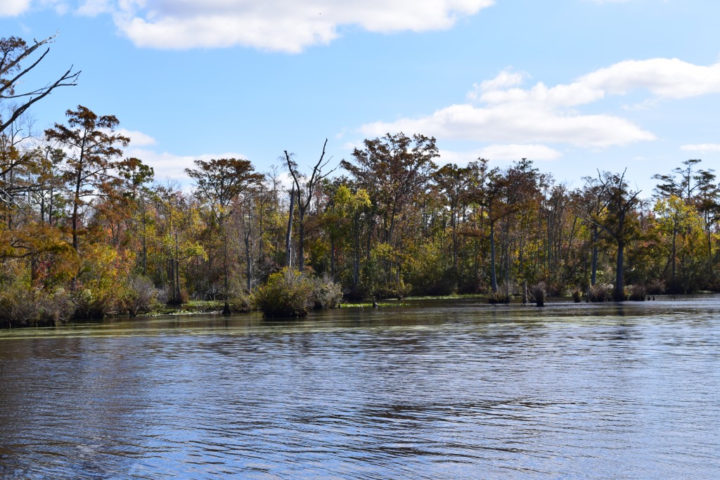 marsh lands