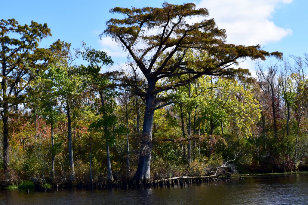 swamp/marshland