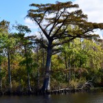 swamp/marshland