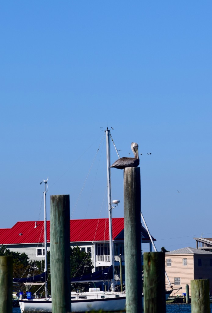 My new obsession, Pelicans