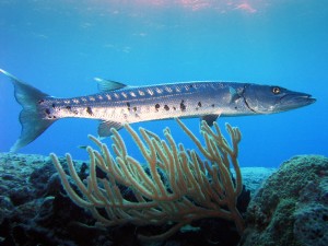 Barracuda_laban