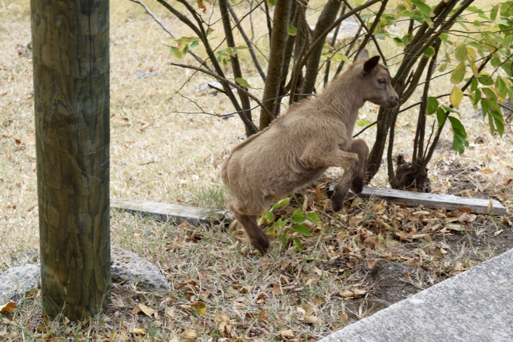 Adorable energetic baby goat