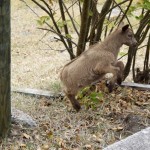 Adorable energetic baby goat