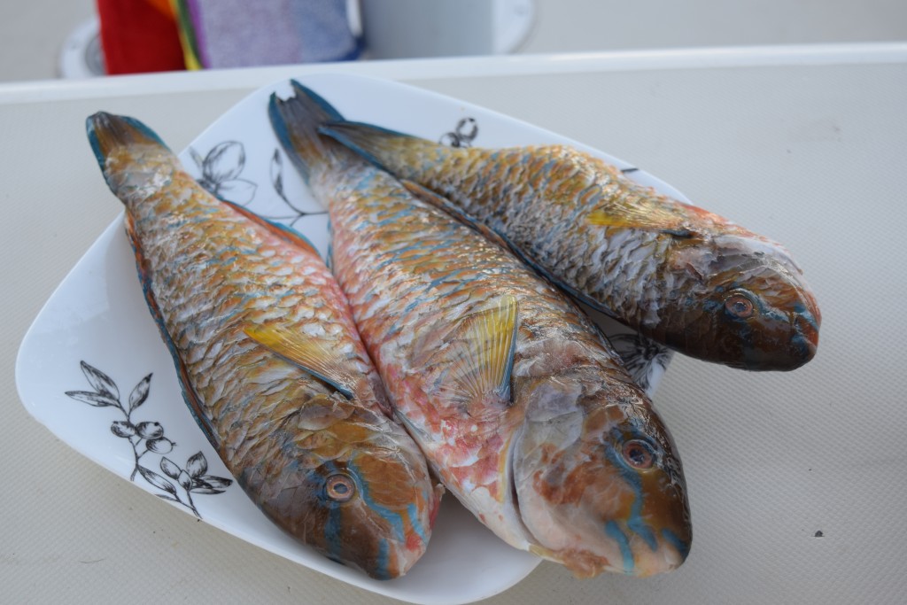 Parrot Fish tonight on the grill!