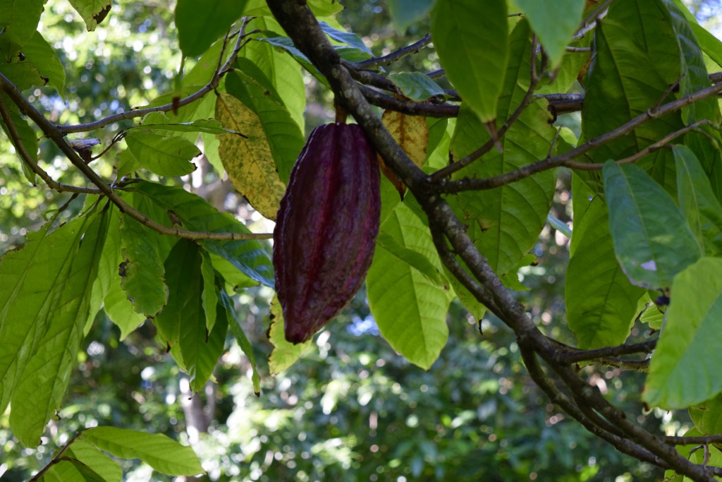 cocoa bean