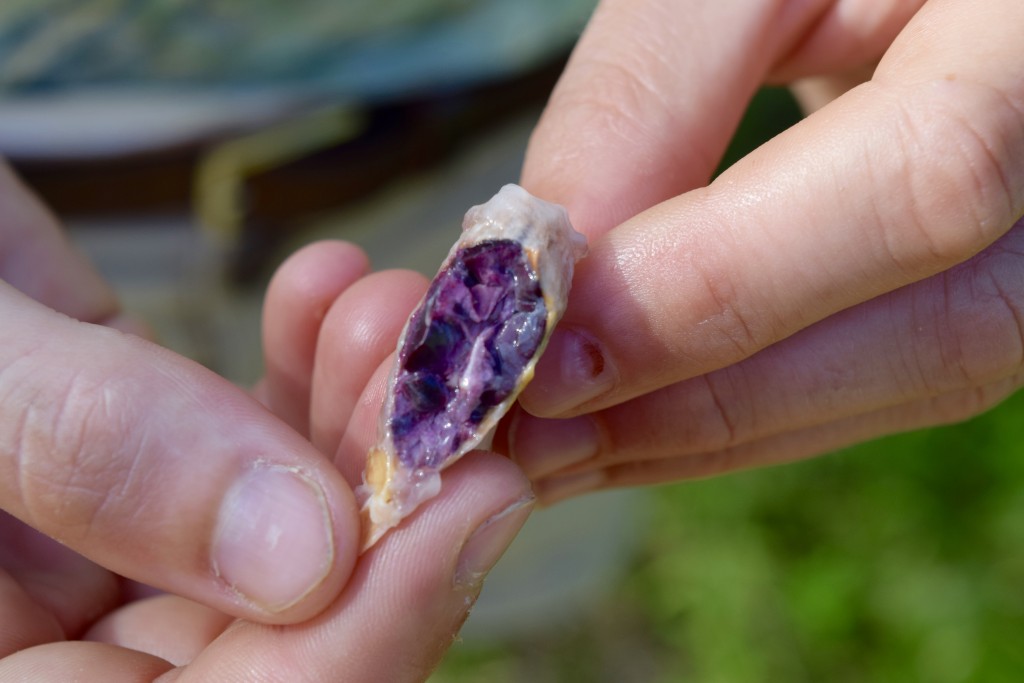 individual cocoa bean is purple! The things you learn!