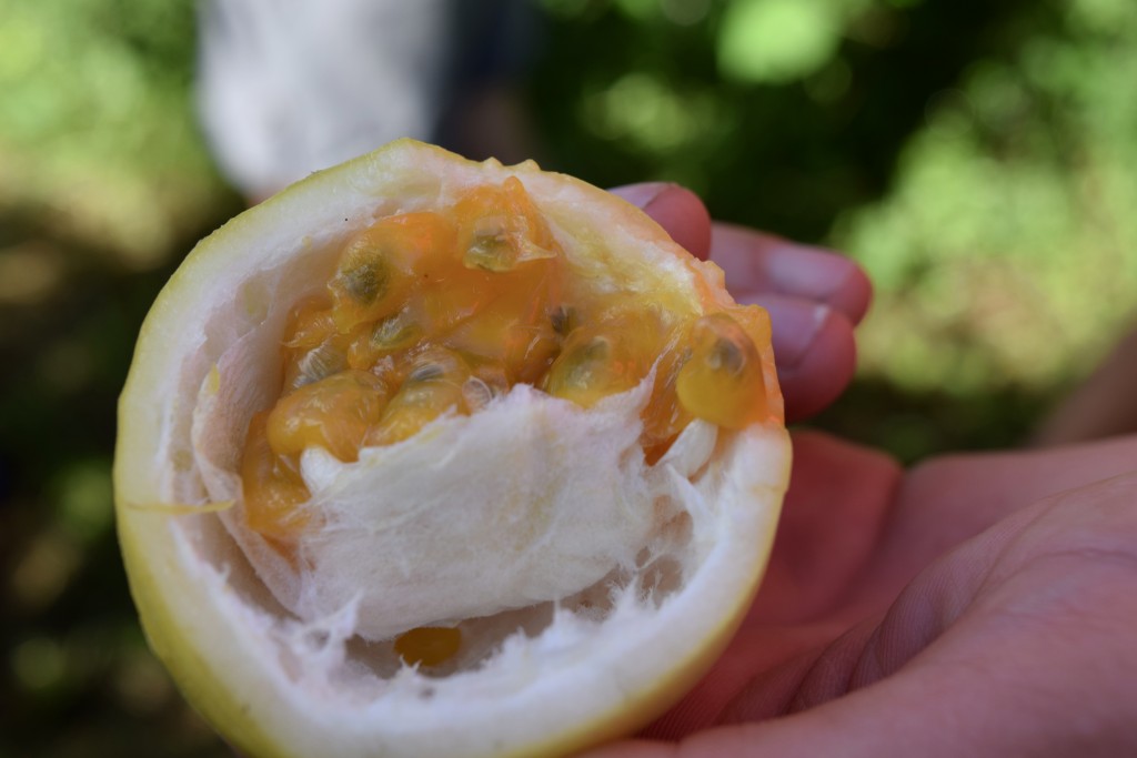 passion fruit. very tart on its own