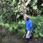 slicing a piece of bark of from the cinnamon tree