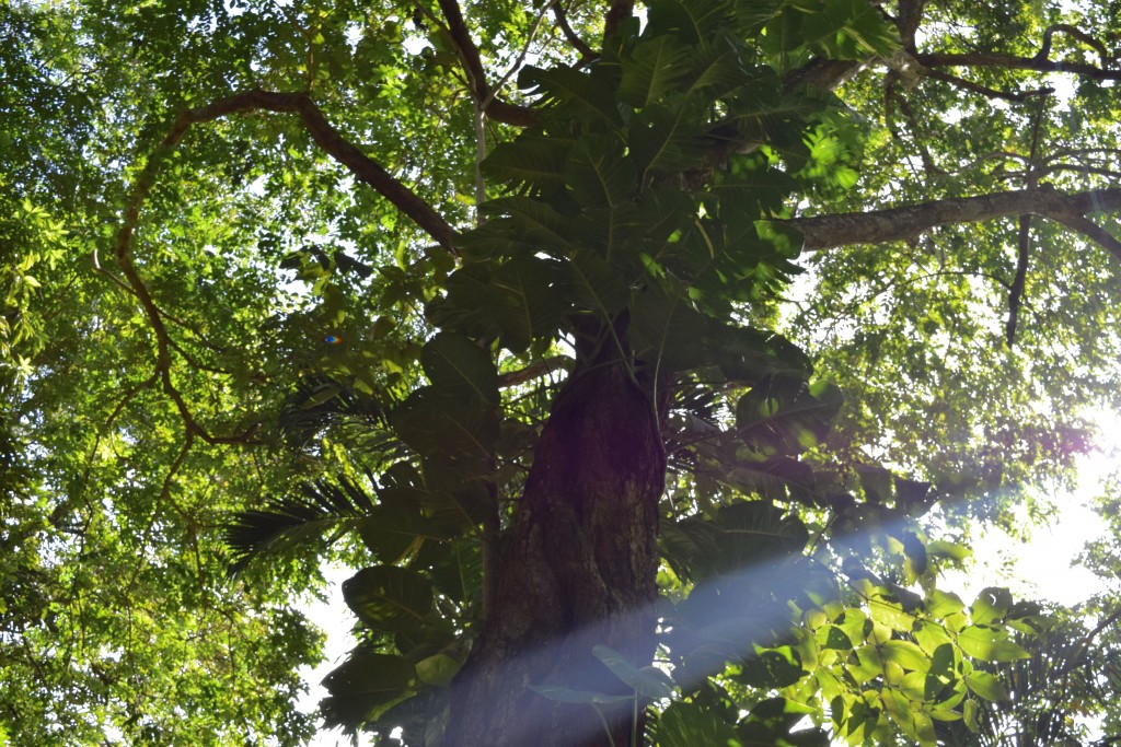 looking up