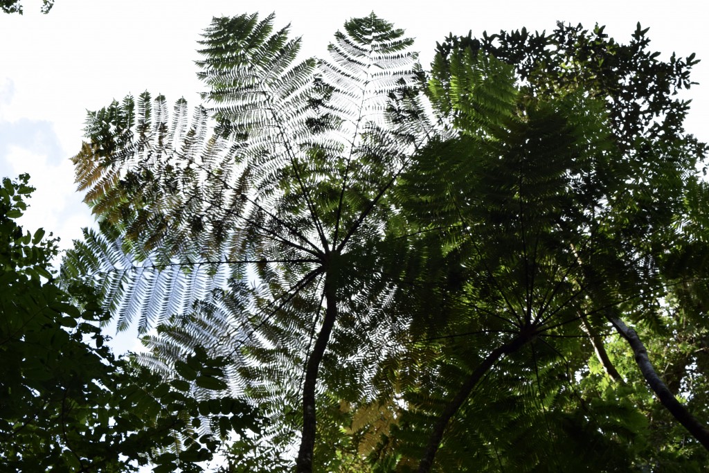 Lush vegetation