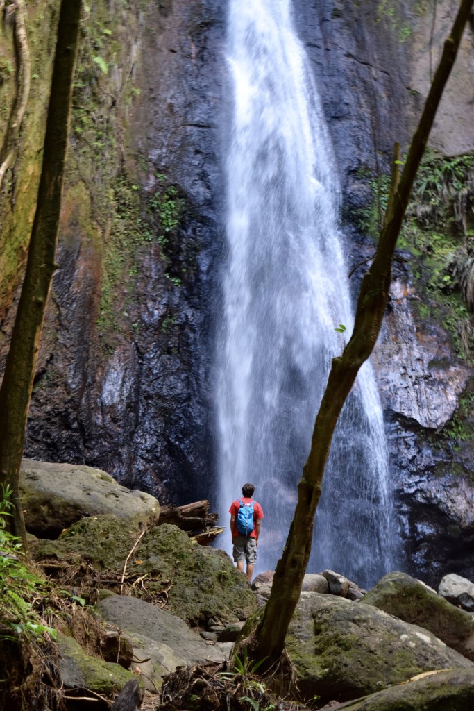 Milton Falls in the Syndicate Forest