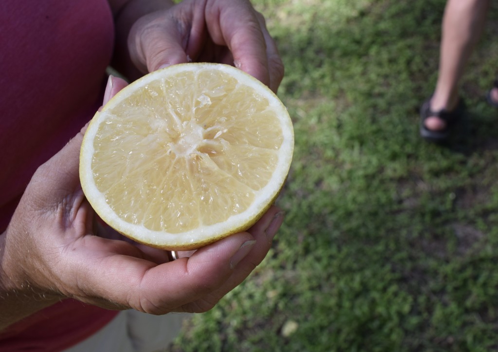 we found grapefruit trees. Mike poked at the fruit and knocked a few down for a mid afternoon snack.