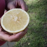 we found grapefruit trees. Mike poked at the fruit and knocked a few down for a mid afternoon snack.