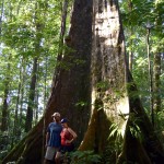 Nills and Lisa with giant trees