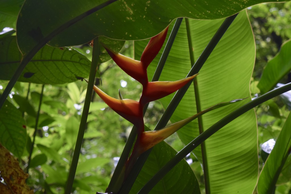 birds of paradise