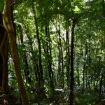 so much green, about 10% of sunlight hits the forrest floor