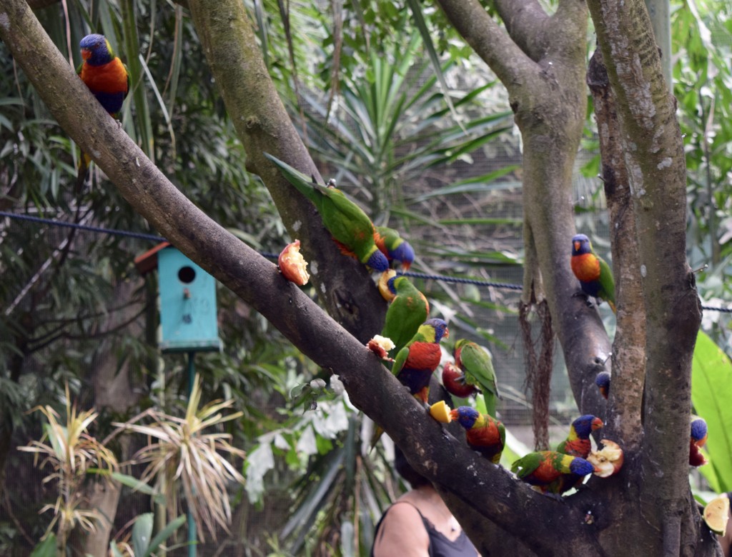 Becoming friends with the colorful birds.