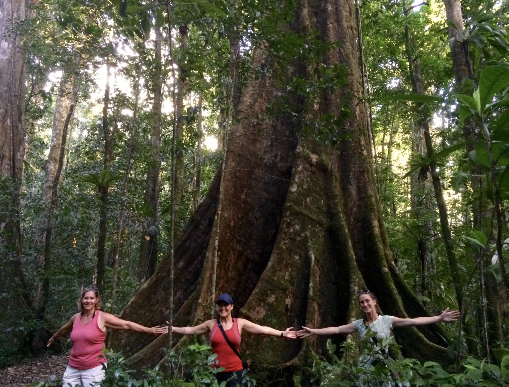 this tree is 2.5 sailor women arm lengths  wide (aka 2.5 s.w.a.ls).