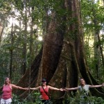 this tree is 2.5 sailor women arm lengths  wide (aka 2.5 s.w.a.ls).