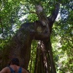 inside, trees have been growing here for the past 1600 years