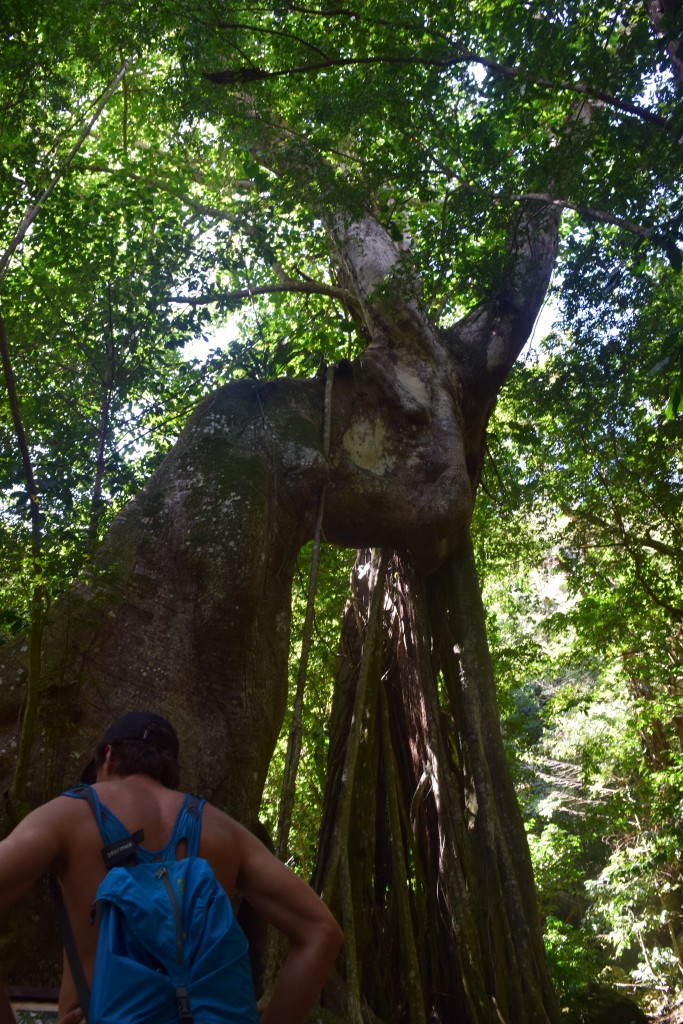 inside, trees have been growing here for the past 1600 years