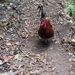 bellicose rooster, kicking up dust and throwing boulders down at us