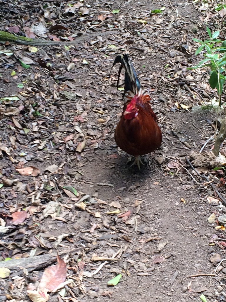 bellicose rooster, kicking up dust and throwing boulders down at us