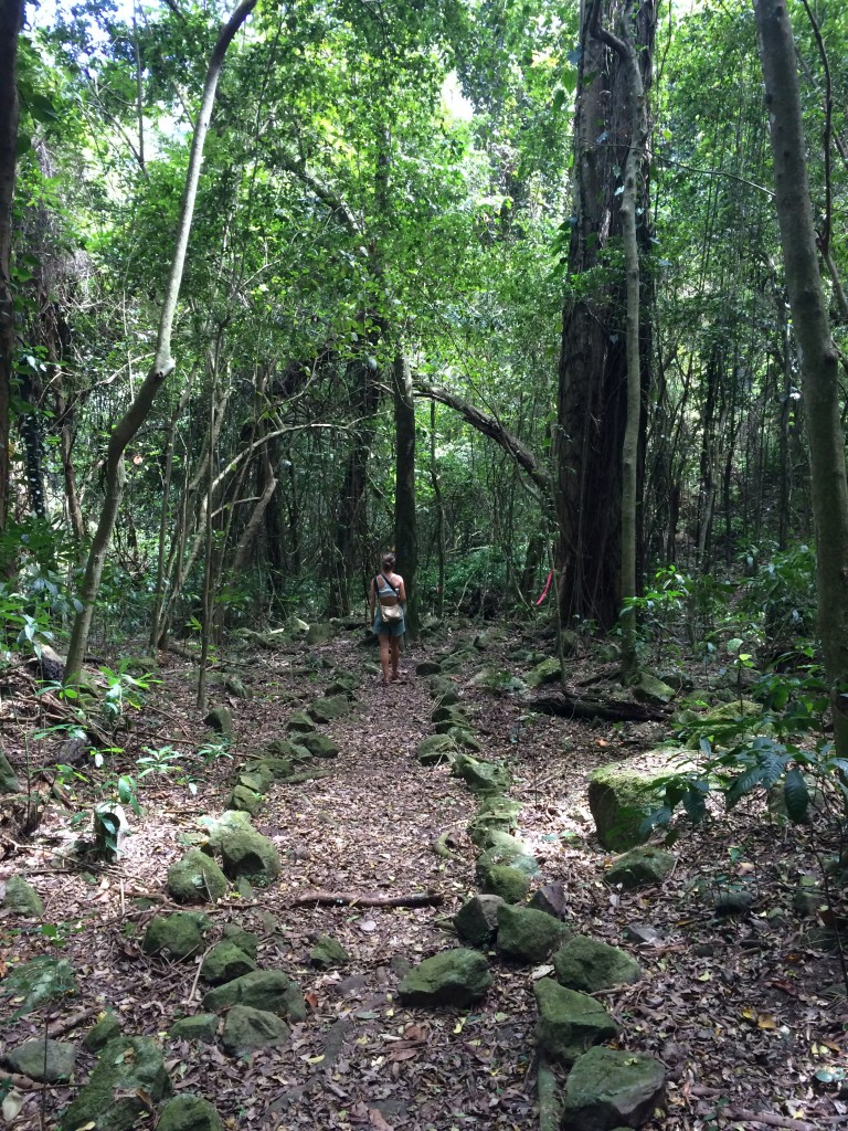 lush rainforrest