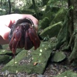 hermit crabs littered the forest floor