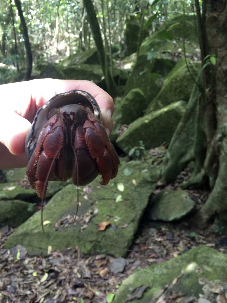 hermit crabs littered the forest floor