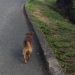 meet Bueno, our guide for the afternoon. He took us on a walk around the island for about an hour