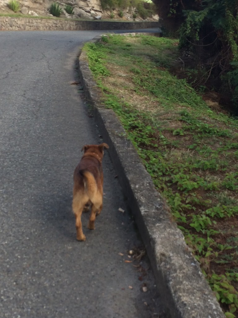 meet Bueno, our guide for the afternoon. He took us on a walk around the island for about an hour