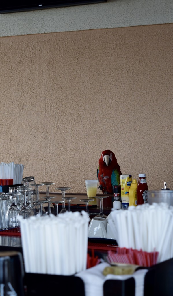 sat down at the bar for a lunch and this lady was staring me down