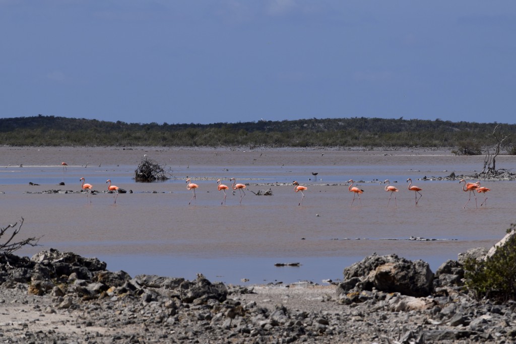 we saw pockets of flamingos