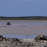 we saw pockets of flamingos