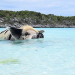 Swimming. This pig is swimming!