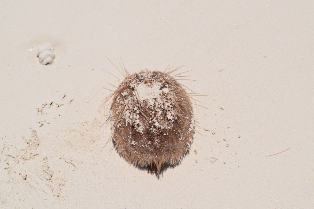 we found this thing in the sand.. it moves.