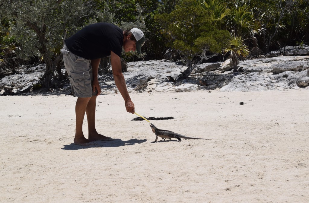 Hello Mr. Iguana