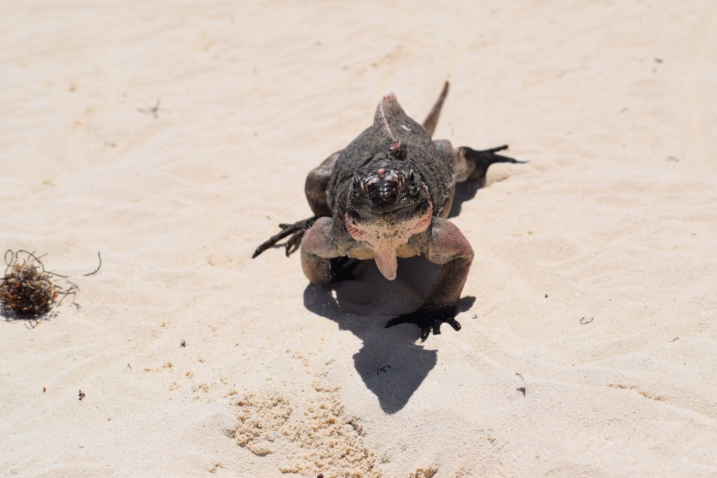 Curious little bugger