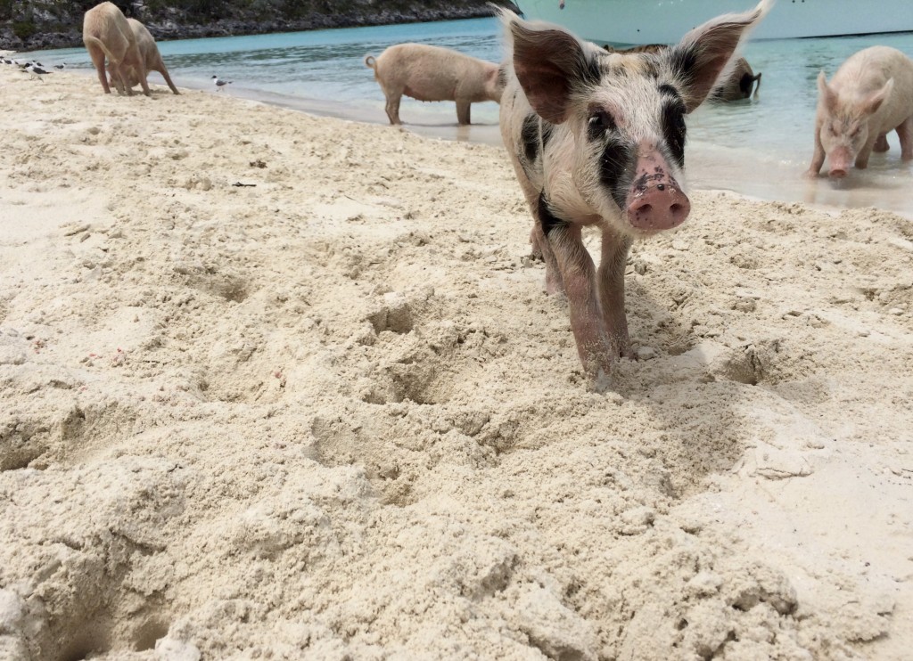 Little piggy looking for food