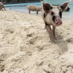 Little piggy looking for food