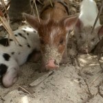 piglet cuddle puddle