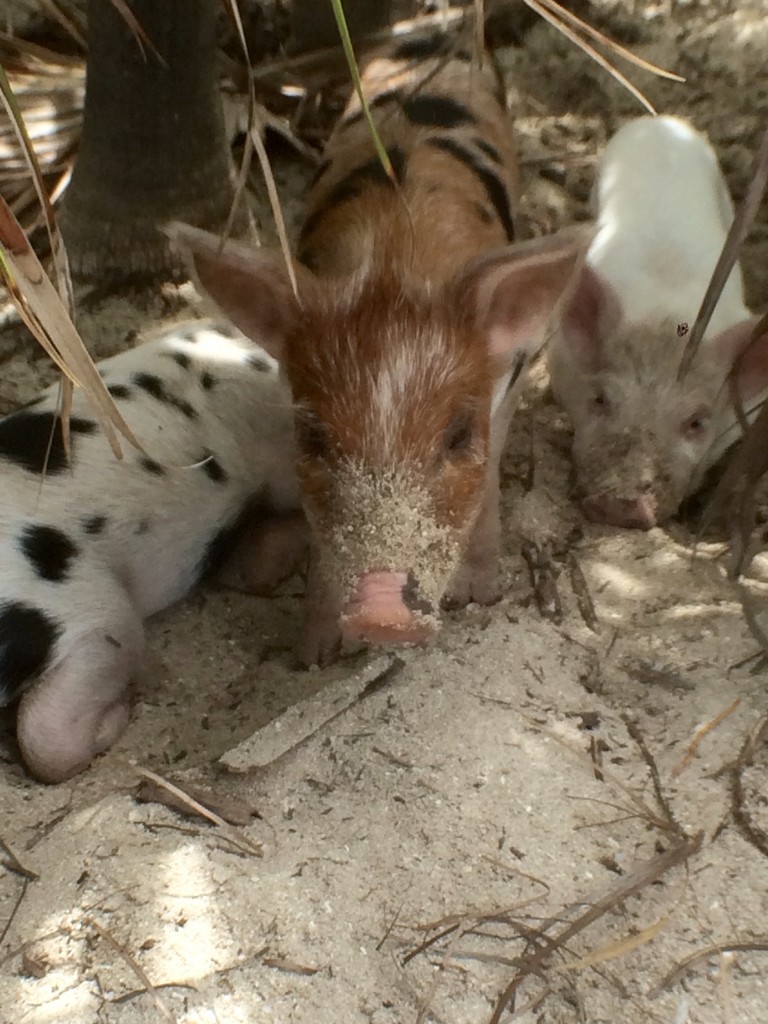 piglet cuddle puddle