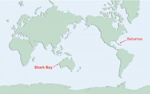 stromatolite-map