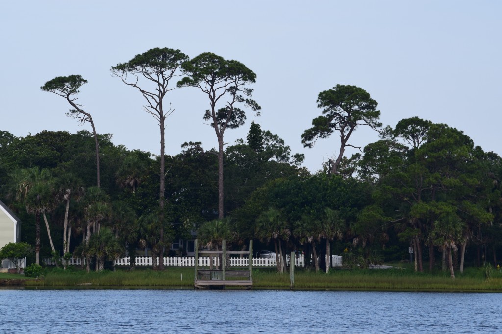 I love these tall Floridian trees