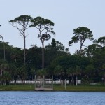 I love these tall Floridian trees