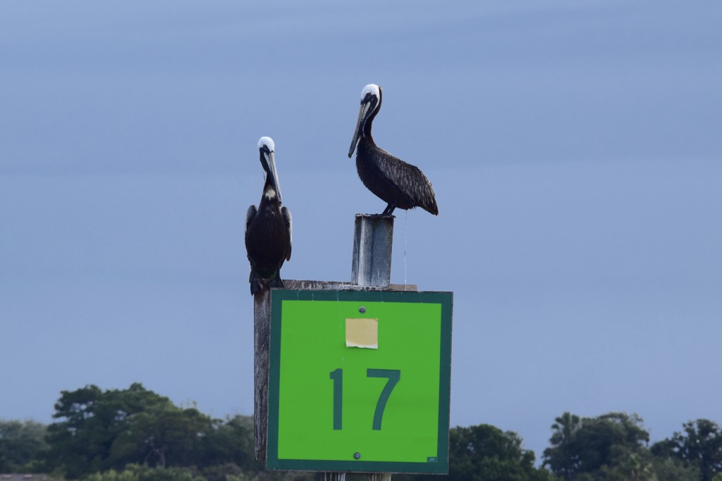 ICW channel markers make great perches for pelicans and ospreys