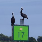 ICW channel markers make great perches for pelicans and ospreys